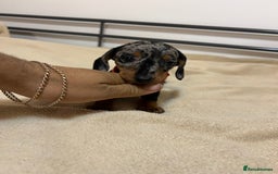 Miniature Dachshund dogs for sale: Miniature Dachshund KC last two girls  - Image 9