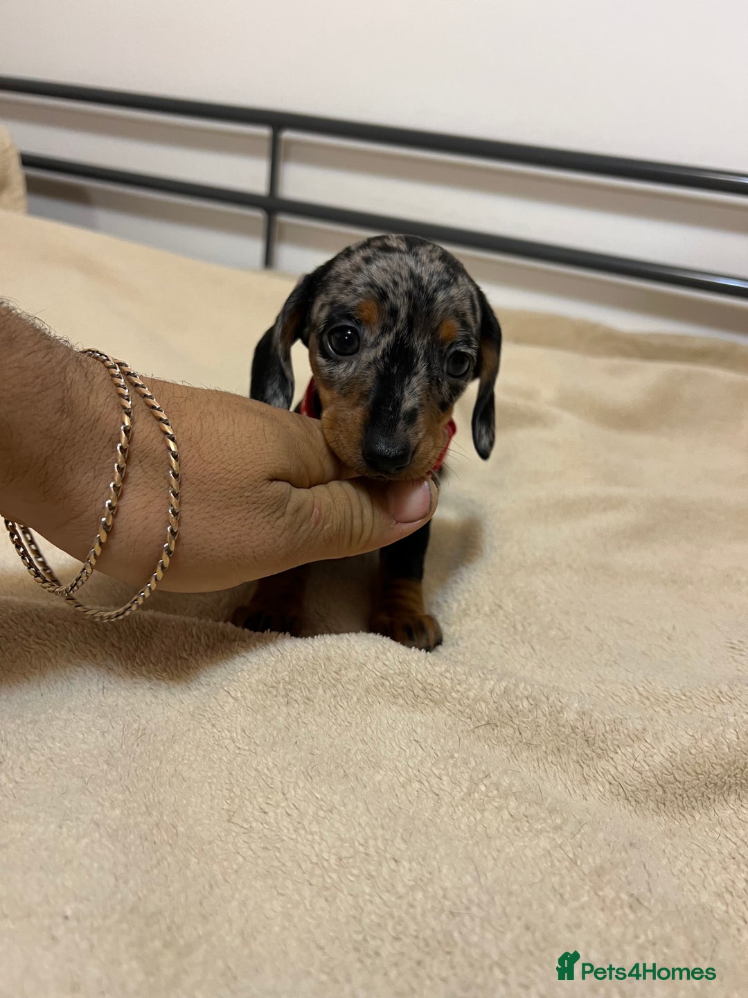 Miniature Dachshund dogs for sale: Miniature Dachshund KC last two girls  - Image 9
