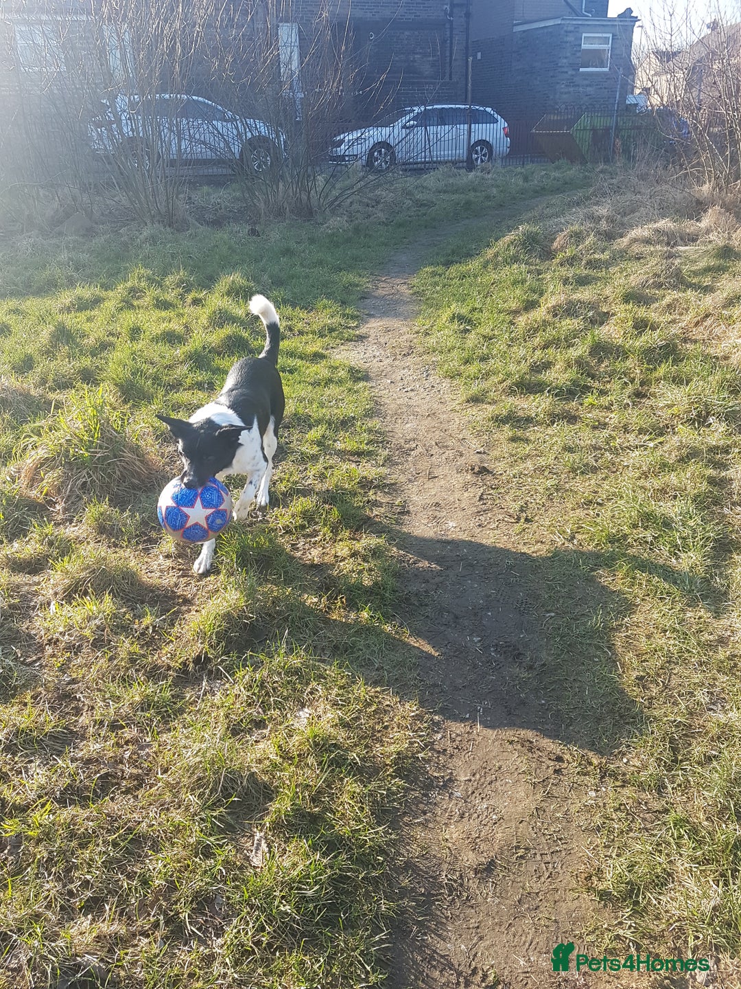 Border Collie dogs for sale: Border collie needs loving home - Advert 4