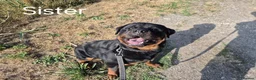 Rottweiler dogs for sale: KC registered Health Tested Puppies  - Advert 5