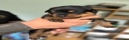 Rottweiler dogs for sale: Stunning Rottweiler Puppies  - Advert 3