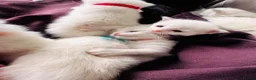 Ragdoll cats for sale: Stunning Bi-Colour Ragdoll Kittens – 7 Available   - Advert 12
