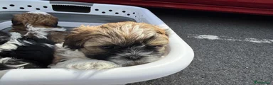 Shih Tzu 3 (Halina)