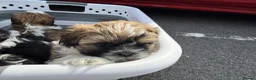 Shih Tzu dogs for sale: 3 beautiful Shih Tzu pups  - Advert 9