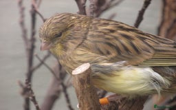 Canaries birds for sale: 2025 young aviary bred canaries for sale - Image 2