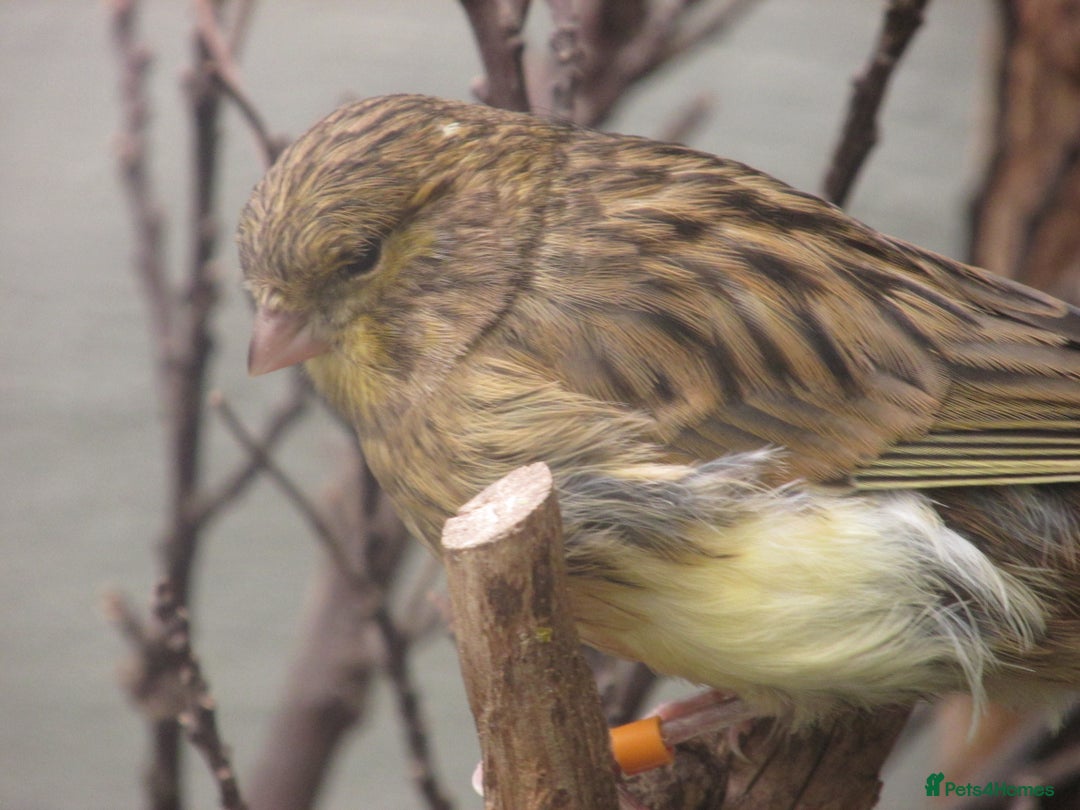 Canaries birds for sale: 2025 young aviary bred canaries for sale - Image 2