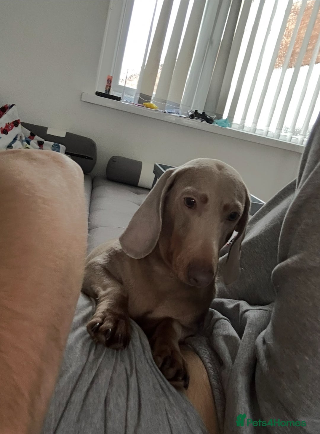 Miniature Dachshund dogs for sale: 2x Isabella and tan miniature dachshund girl - Image 3