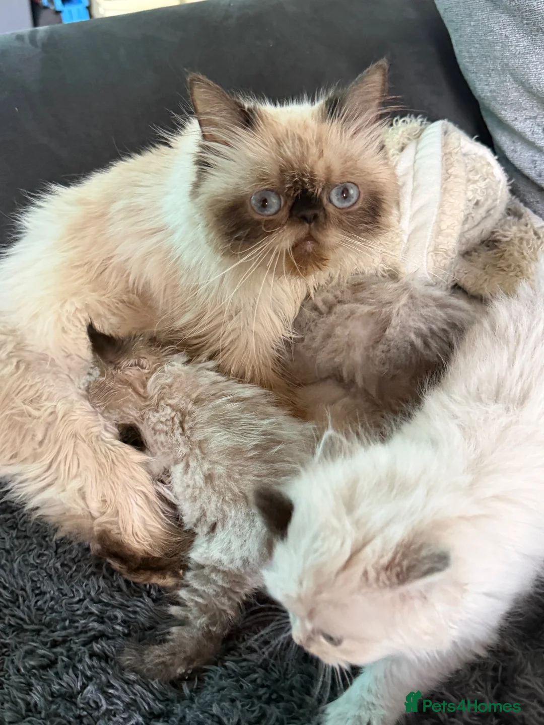 Persian cats for sale: Stunning Colourpoint Persian Kittens 💖 - Advert 14