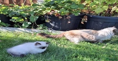 Ragdoll cats - Advert 12