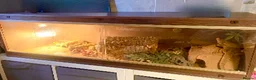 Bearded Dragon reptiles for sale: Bearded dragon with vivarium  in Prestonpans - Advert 1