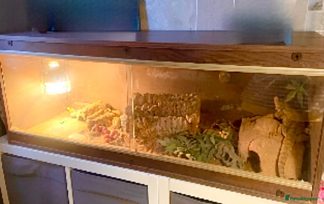 Bearded Dragon reptiles for sale: Bearded dragon with vivarium  in Prestonpans - Advert 1