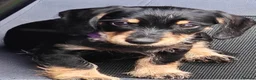 Mixed Breed dogs for sale: Daschund X Schnauzer puppies  - Advert 7