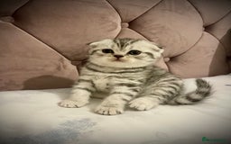 Scottish Fold cats for sale: Selling Adorable Scottish Fold & Straight Kittens - Image 7