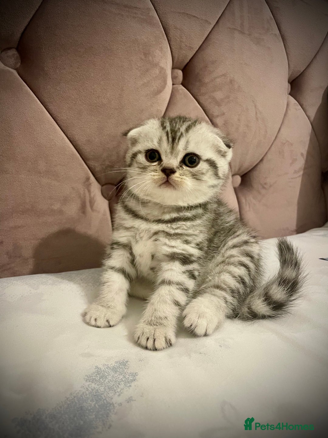 Scottish Fold cats for sale: Selling Adorable Scottish Fold & Straight Kittens - Image 7