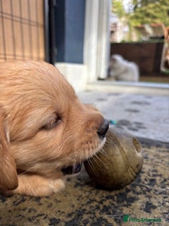 Golden Retriever dogs Registered Golden retriever puppies - Advert 2