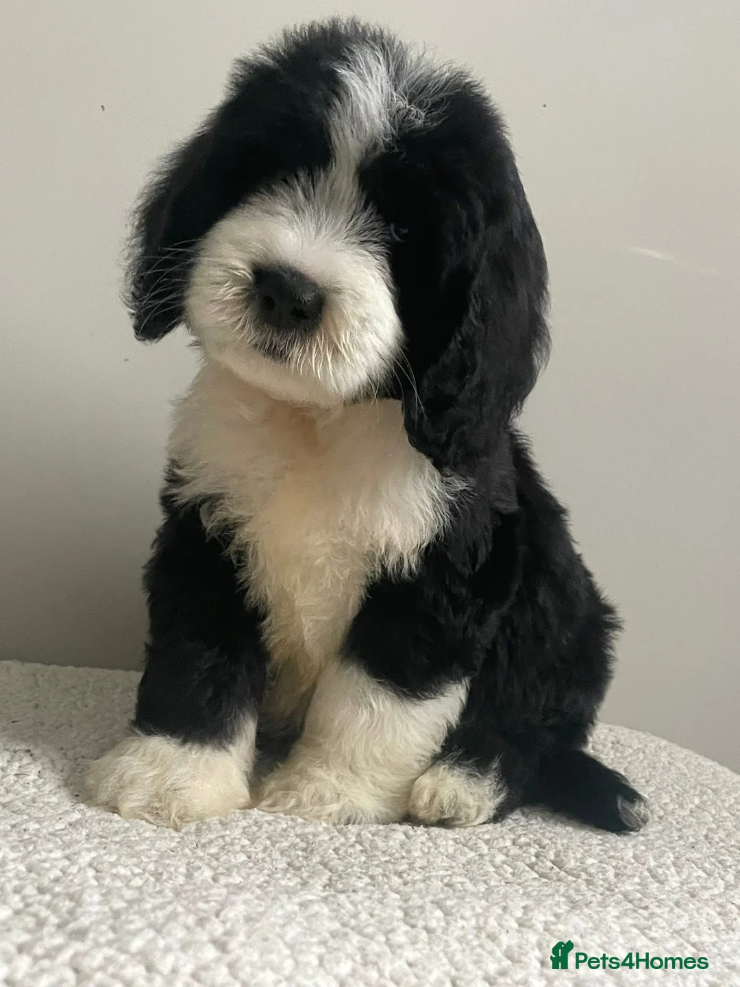 Cockapoo dogs for stud: unique and beautiful f3 american cockapoo stud - Advert 3