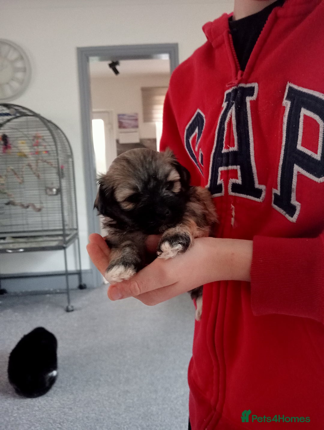 Maltipoo dogs for sale: Stunning Malshipoo pups for sale - Image 1