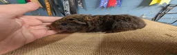 Guinea Pig rodents for sale: Funky breed baby guinea pigs  in Washington - Advert 11