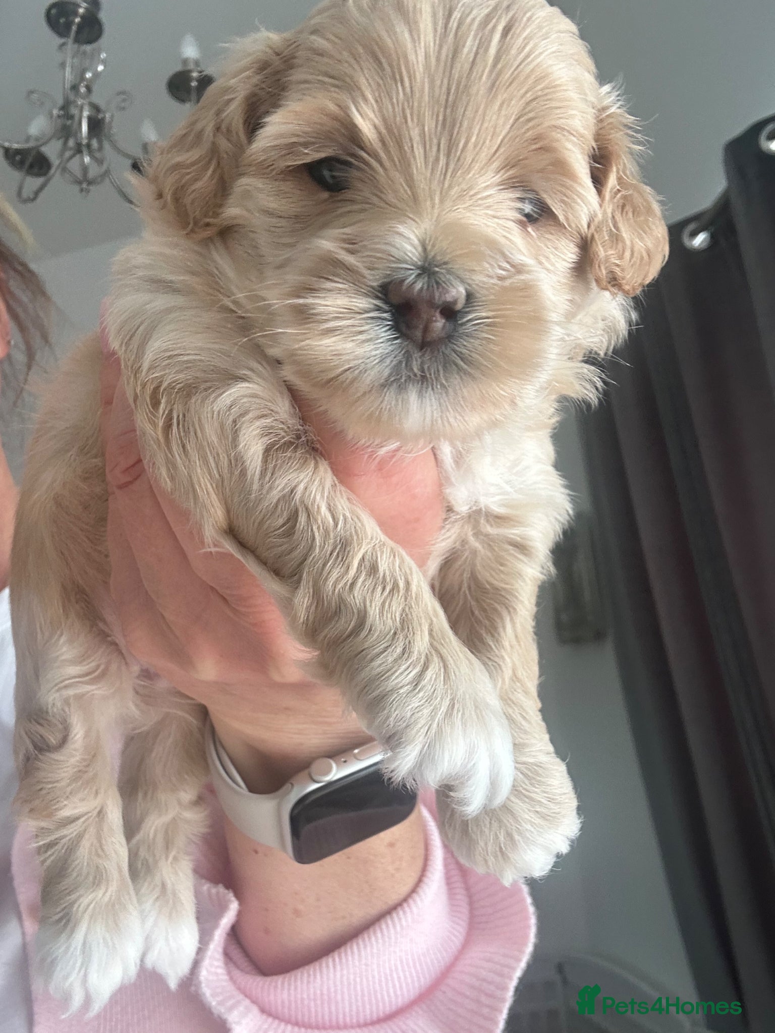 Maltipoo dogs Maltipoo F1  - Advert 4