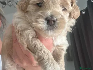 Maltipoo dogs Maltipoo F1 - Advert 2