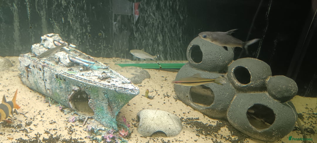 Other/Mixed Breed fish for sale: 5ft fish tank with fish - Image 15