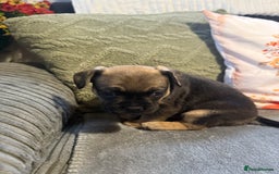 Mixed Breed dogs for sale: french bulldog x cairnterrier READY ON 7/10  - Image 12