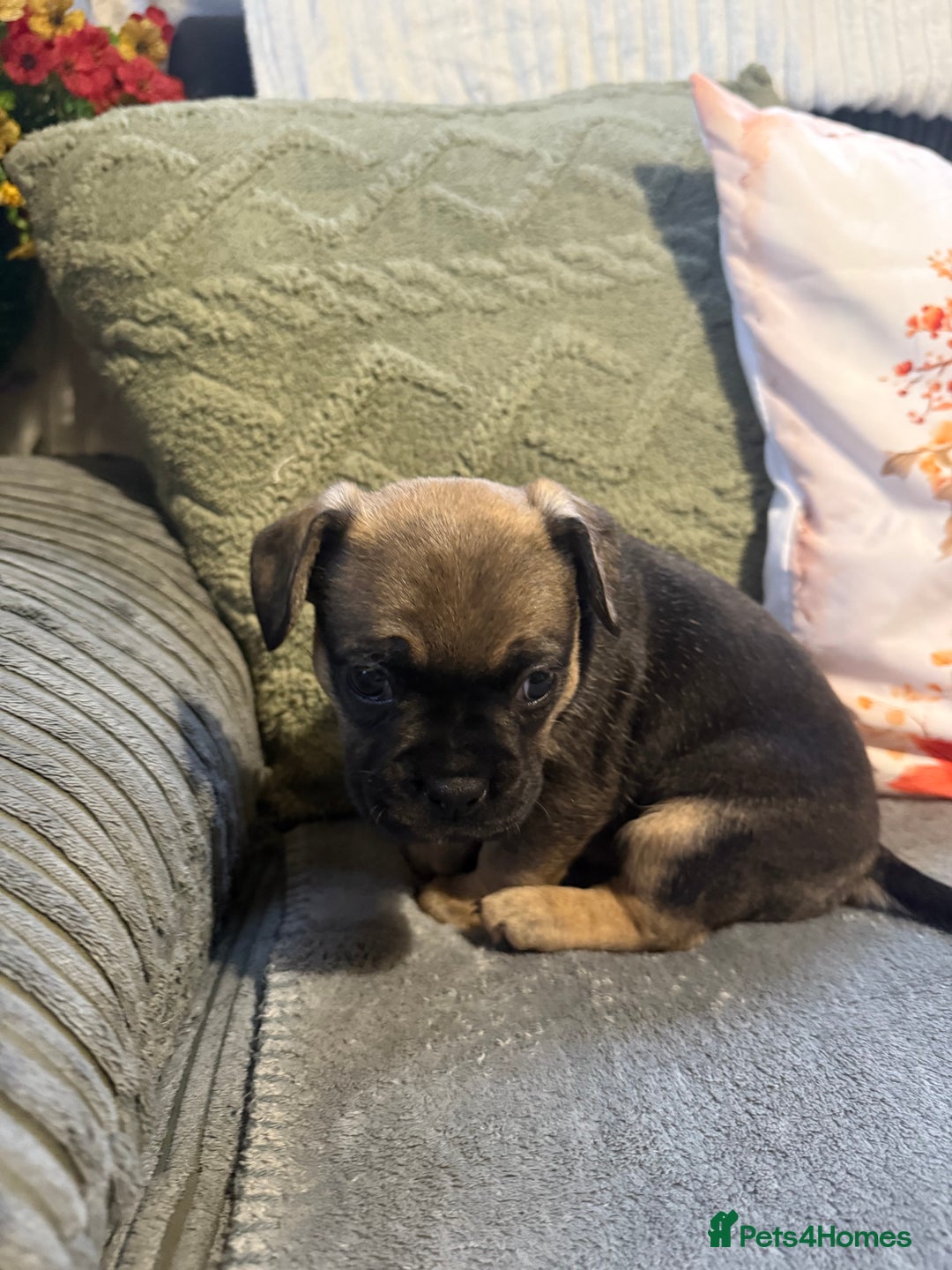 Mixed Breed dogs for sale: french bulldog x cairnterrier READY ON 7/10  - Image 12