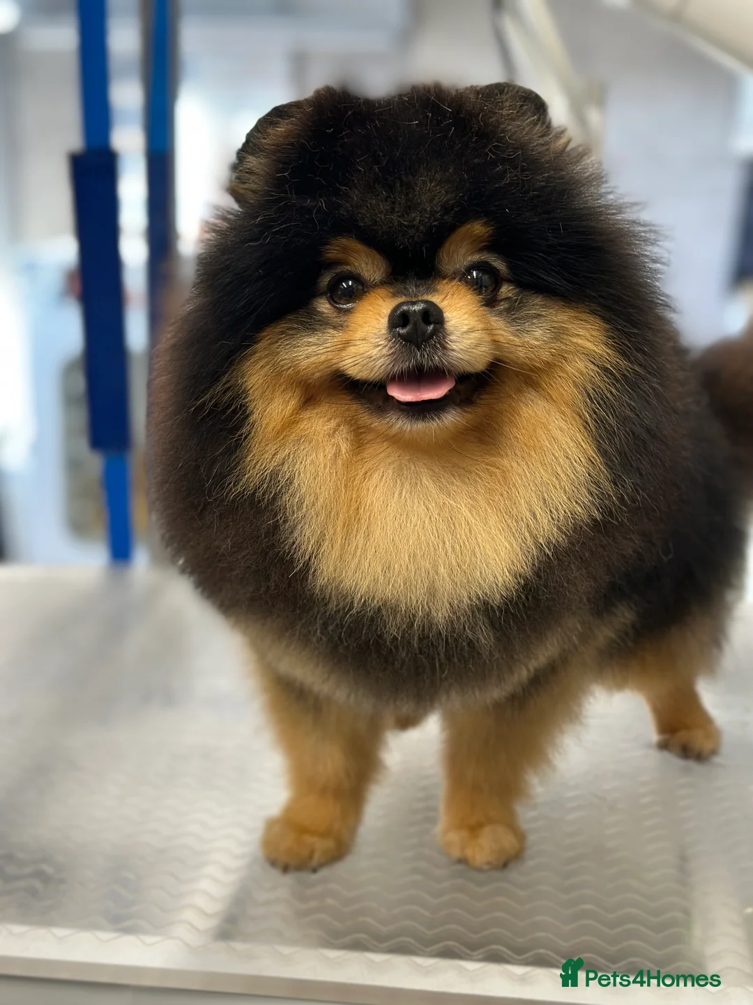 Pomeranian dogs for stud: Stunning Black and Tan for stud only in Lanark - Advert 13