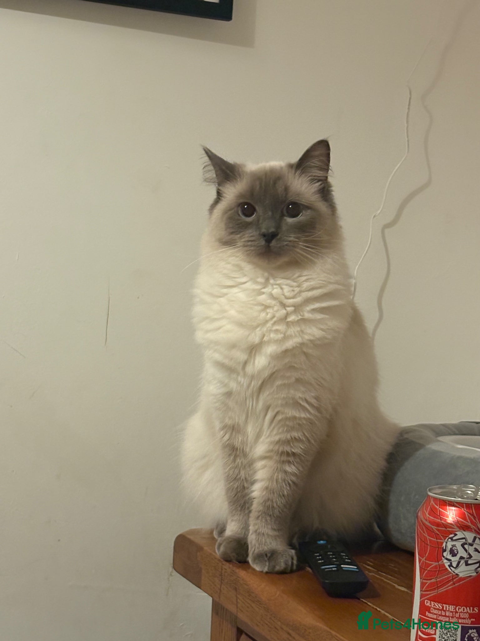 Ragdoll cats Ragdoll female  - Advert 1