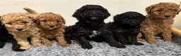 Cavapoo dogs for sale: Cavapoo Puppies, DNA Tested, 5 star breeder - Advert 4