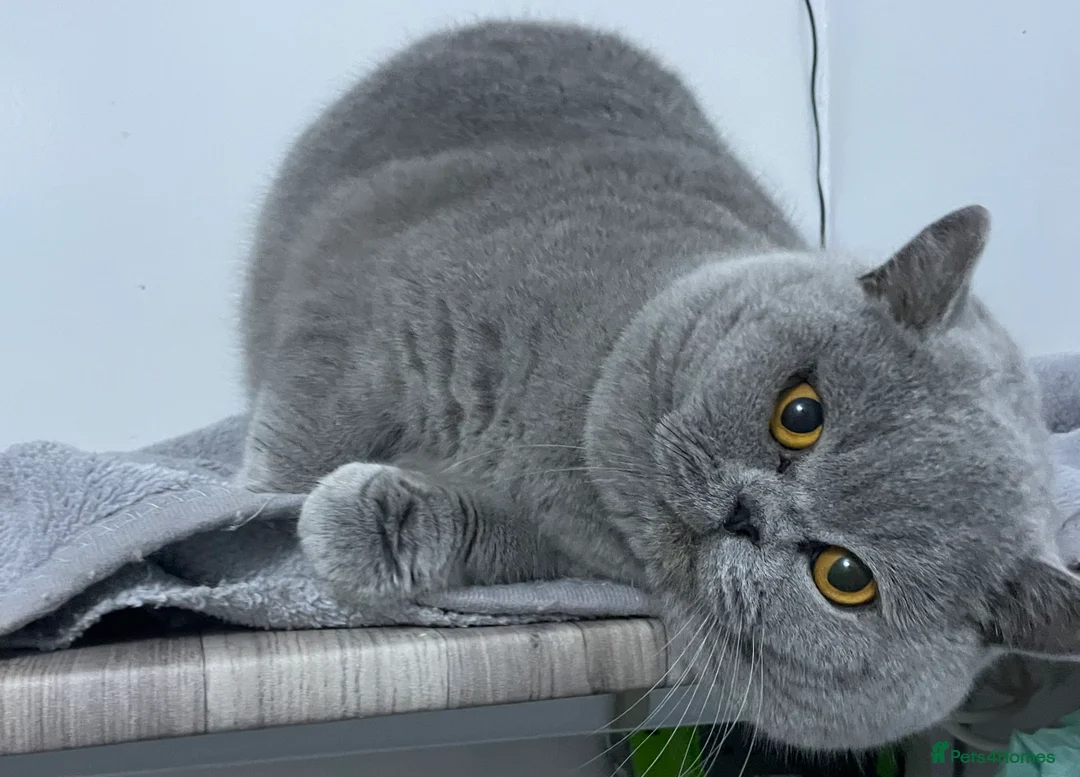 British Shorthair cats for stud: 🔥 RARE FAWN CINNAMON BLUE STUD BOYS GCCF TICA  in Derby - Advert 8