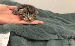 Mixed Breed cats for sale: 5 beautiful kittens - Image 5