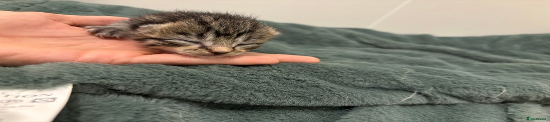 Mixed Breed Kitten 5