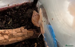 Snails invertebrates for sale: Juvinile Lissachatina fulicas - Image 4