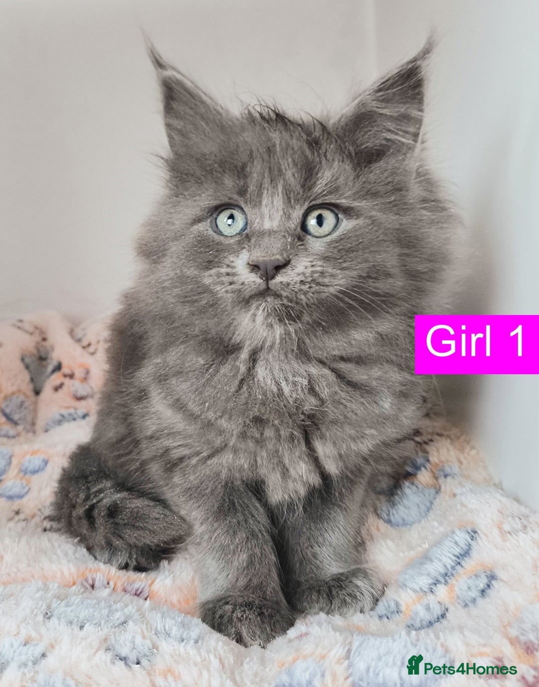 Maine Coon cats for sale: Blue Maine coon kittens + DNA health tested  - Advert 33