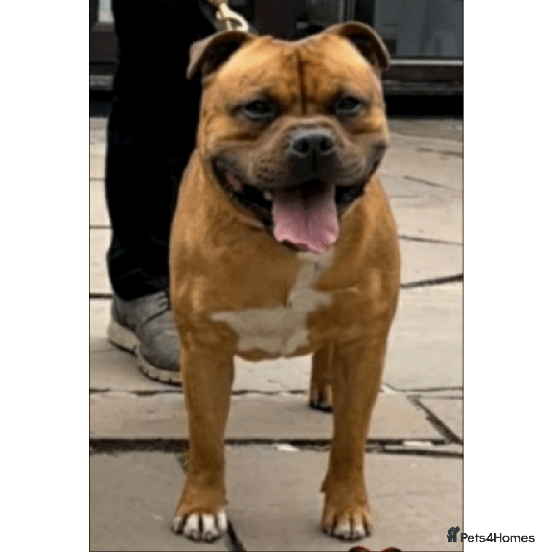 Staffordshire Bull Terrier dogs for stud: 🥨CHIEF CHAMPION SIRED. 🥨🏆  in Rochdale - Advert 1