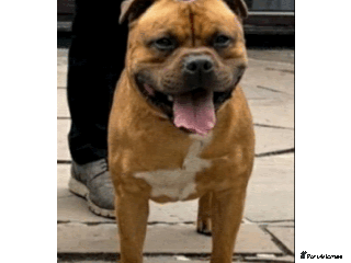 Staffordshire Bull Terrier dogs 🥨CHIEF CHAMPION SIRED. 🥨🏆 in Rochdale - Advert 20