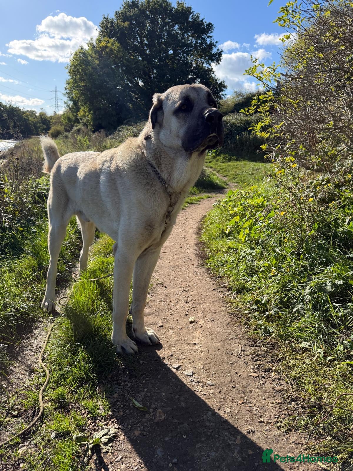 Turkish Kangal dogs Loving home needed for our Kangal boy - Advert 3
