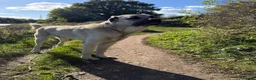 Turkish Kangal dogs for sale: Loving home needed for our Kangal boy in Fareham - Advert 1