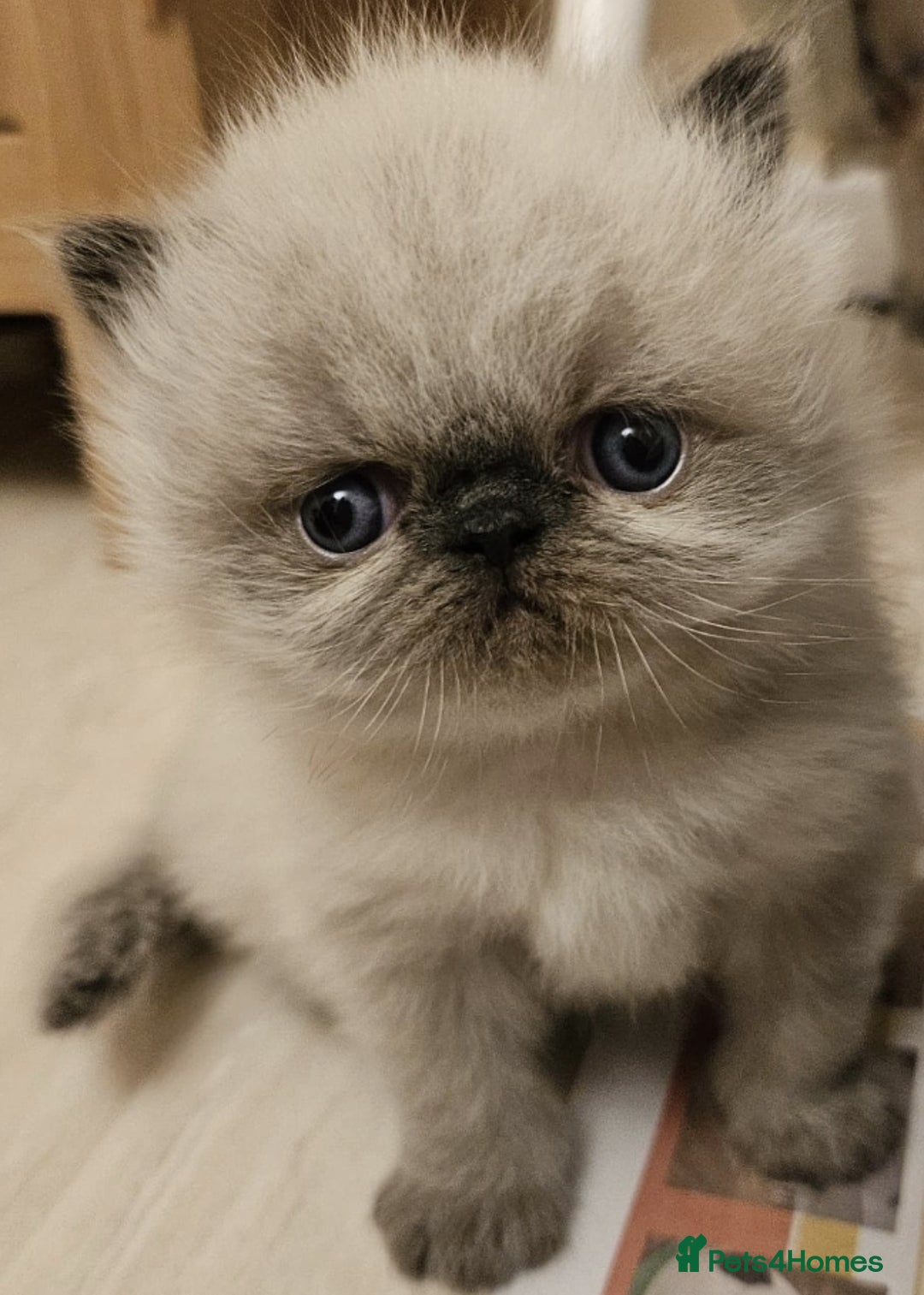 Persian cats for stud: GCCF REGISTERED PERSIAN STUD CHAMPION LINES PROVEN in London - Image 11