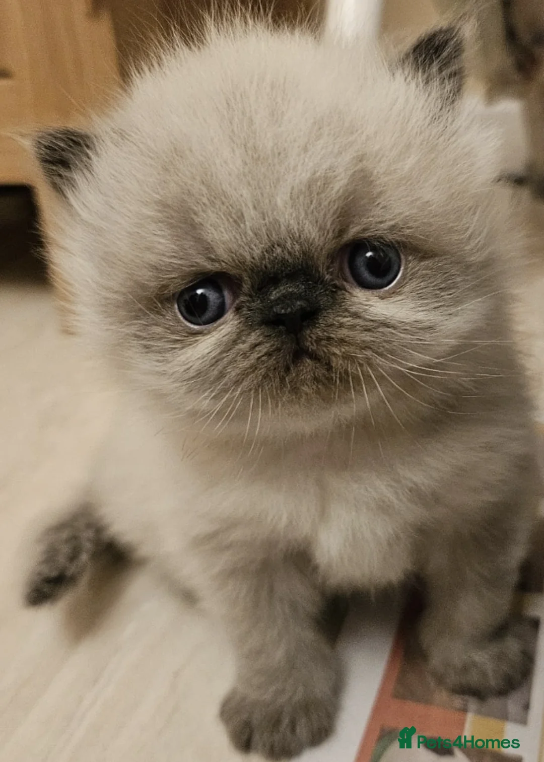 Persian cats for stud: GCCF REGISTERED PERSIAN STUD CHAMPION LINES PROVEN in London - Advert 18