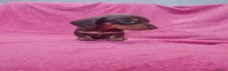 Miniature Dachshund dogs for sale: Quality Miniature Dachshund Puppies  - Advert 6