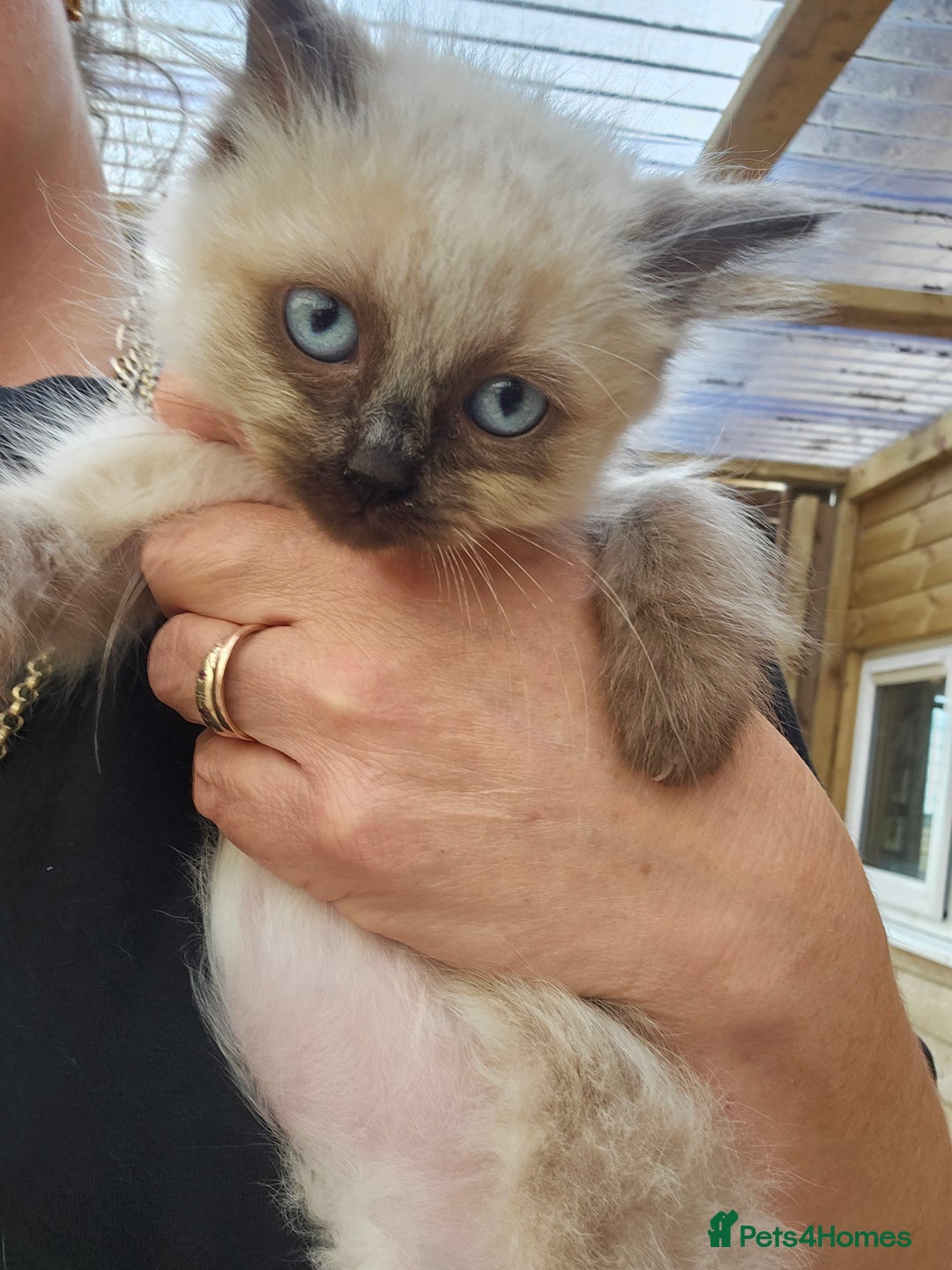Ragdoll cats for sale: Ragdoll kittens - Image 11