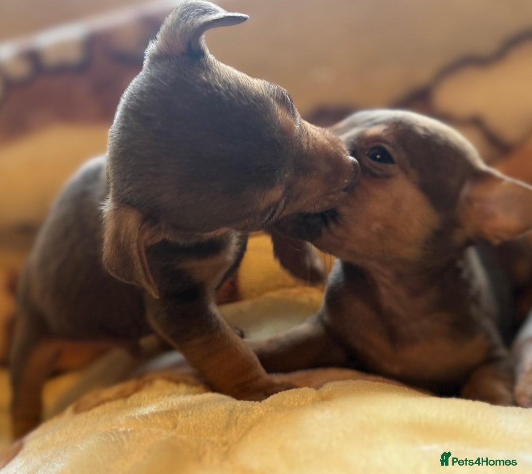 Jack Russell dogs for sale: Much Wenlock stunning miniature puppy  - Advert 29