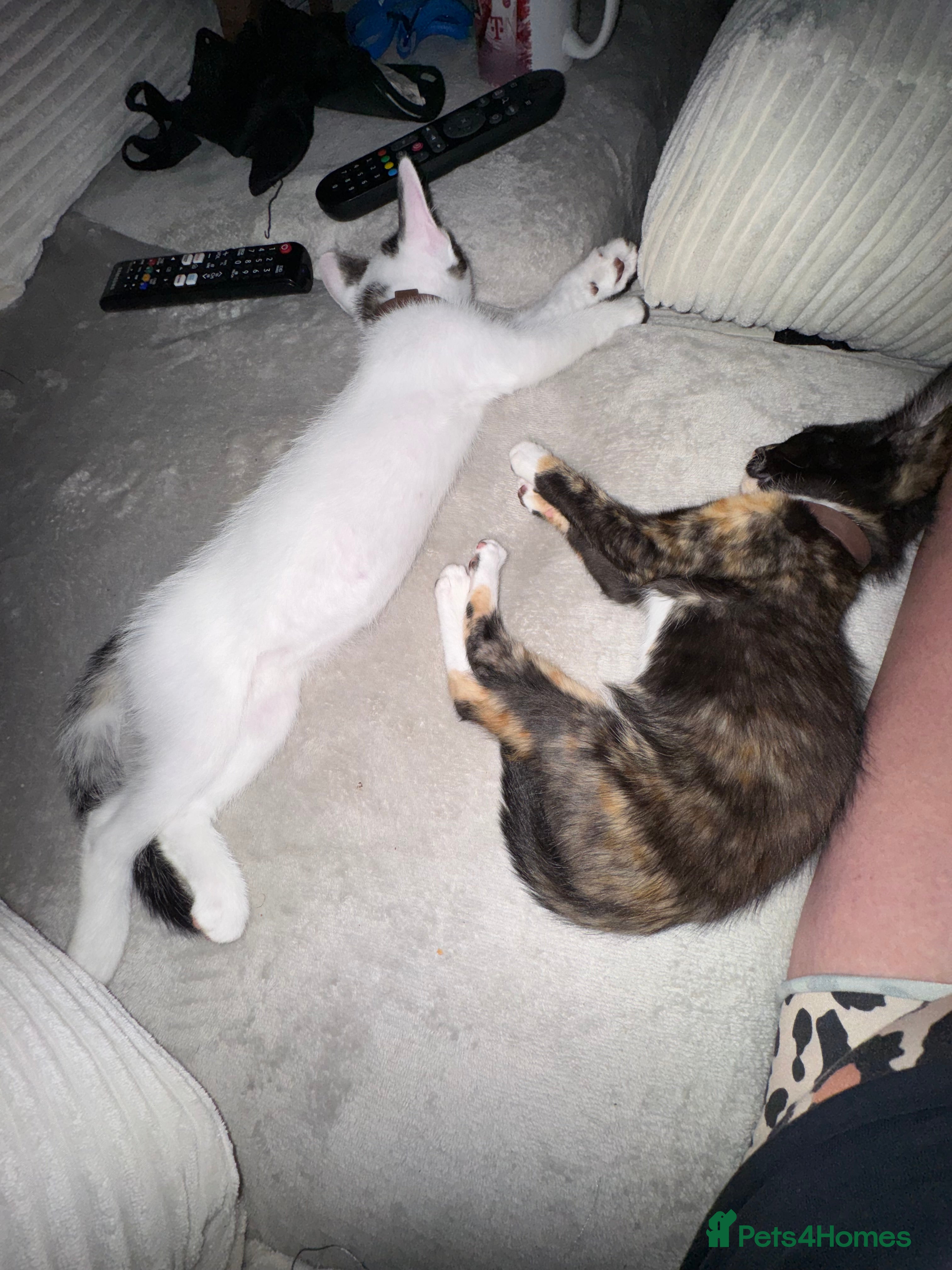 Mixed Breed cats Male and female kittens - Advert 2