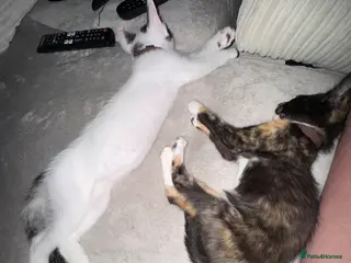 Mixed Breed cats Male and female kittens - Advert 1
