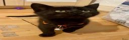 Mixed Breed cats for sale: Maine Coon Part Breds - Advert 5