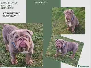 English Bulldog dogs Beautiful Kc registered English bulldog for stud - Advert 5