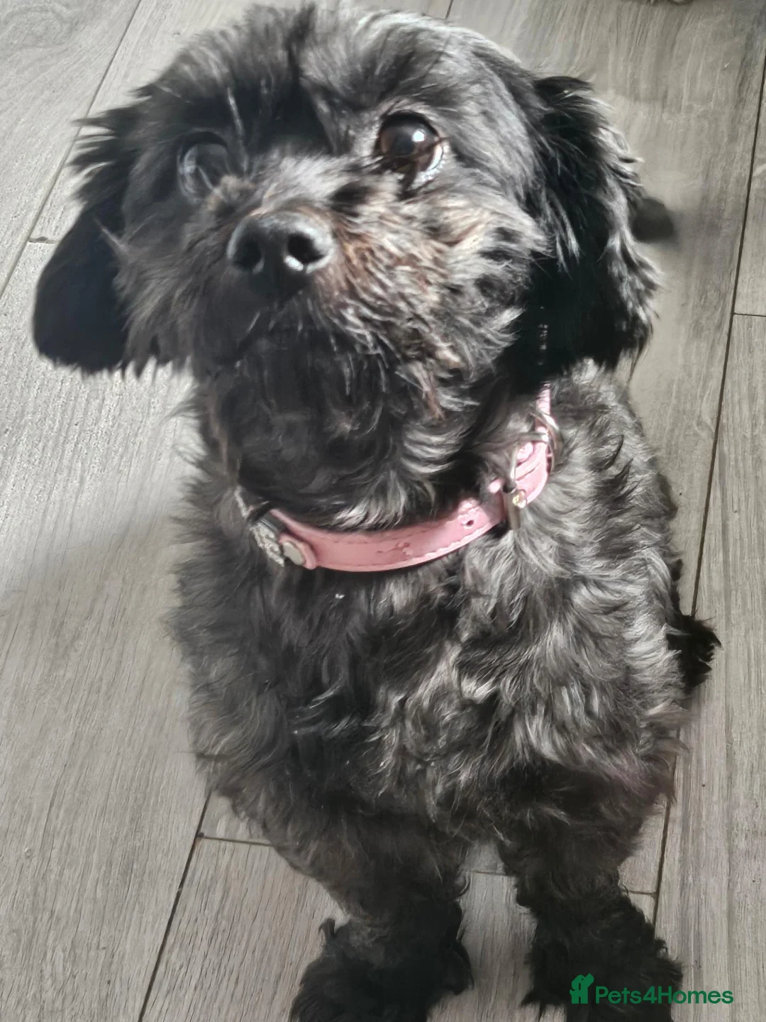 Shihpoo dogs for sale: Cassie 5 year old in Sunderland - Advert 2