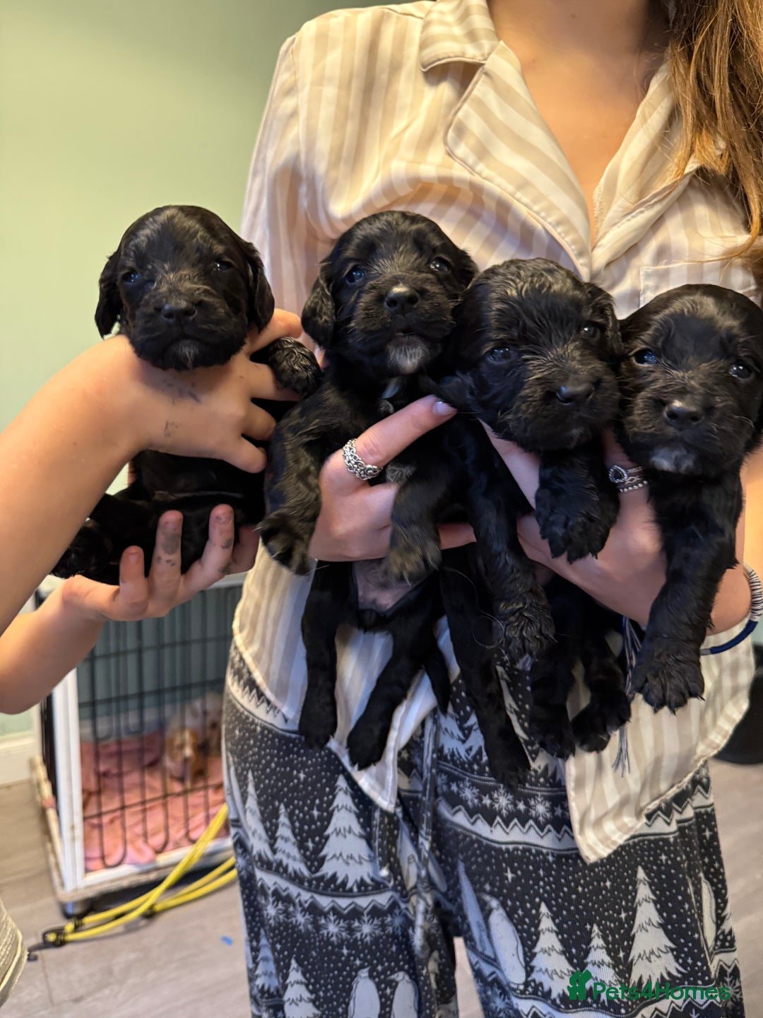 Cocker Spaniel dogs for sale: Cocker spaniel puppies - Image 4